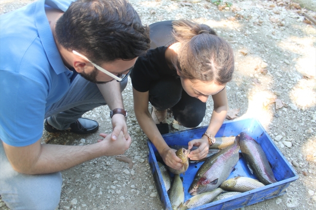 Baraj ve kaynak suyunda yılda 150 ton balık üretiyor